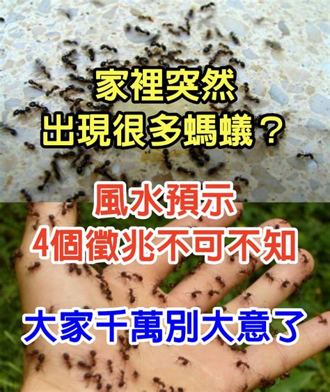 螞蟻風水|【家裡有螞蟻窩 風水】4個徵兆不可不知 